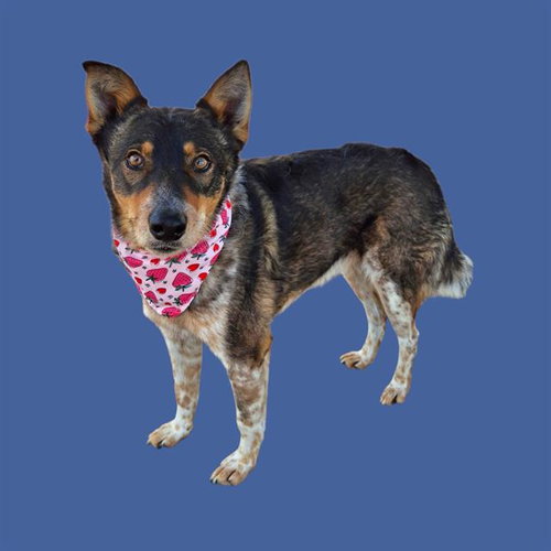 *TENGEN, an adoptable Queensland Heeler in Bakersfield, CA