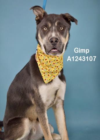GIMP, an adoptable Husky in Bakersfield, CA