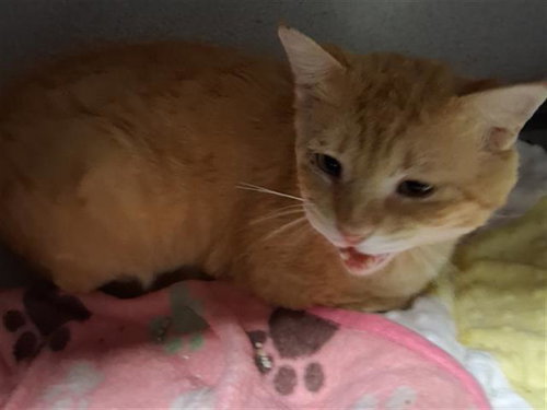 picture of the cat needing adoption