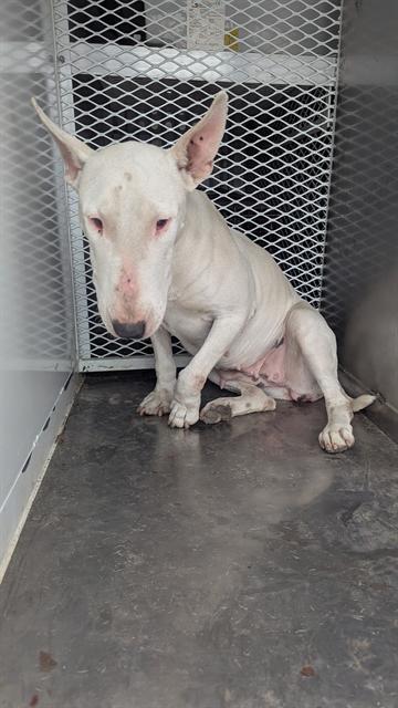 *SIDNEY, an adoptable Bull Terrier in Bakersfield, CA