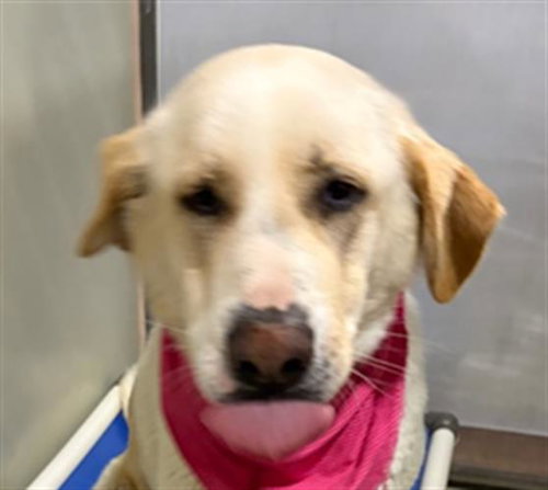 *GOLDIE, an adoptable Labrador Retriever in Bakersfield, CA