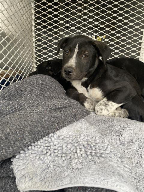 *JACOB, an adoptable Labrador Retriever in Bakersfield, CA