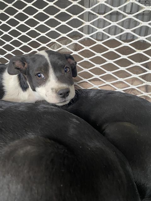 *LACY, an adoptable Labrador Retriever in Bakersfield, CA