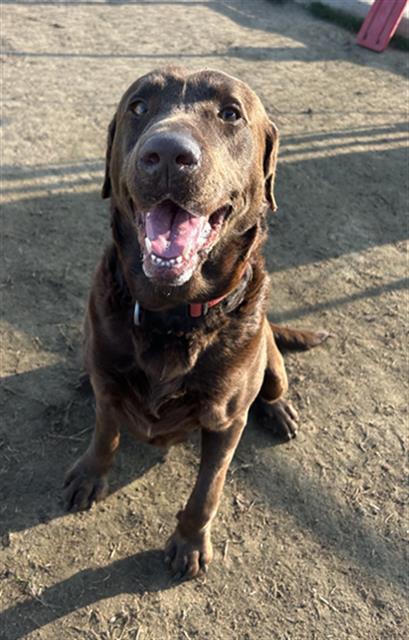 BEAR, an adoptable Labrador Retriever in Bakersfield, CA