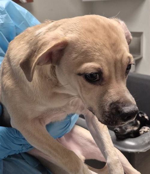 *BARNABY, an adoptable Chihuahua in Bakersfield, CA
