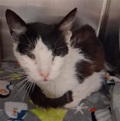 *MEW, an adoptable Domestic Short Hair in Bakersfield, CA