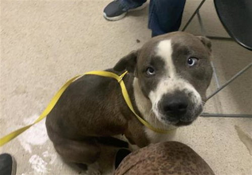*PEARL, an adoptable Pit Bull Terrier in Bakersfield, CA