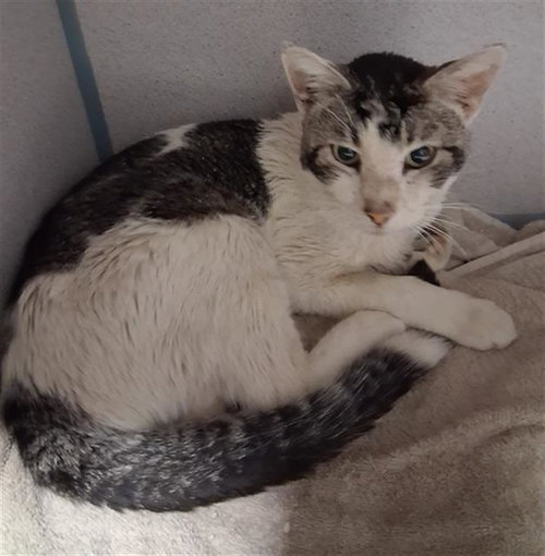 picture of the cat needing adoption