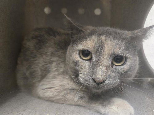 picture of the cat needing adoption
