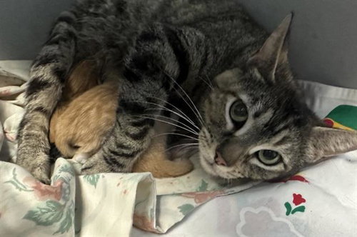 picture of the cat needing adoption