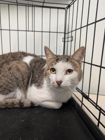 picture of the cat needing adoption