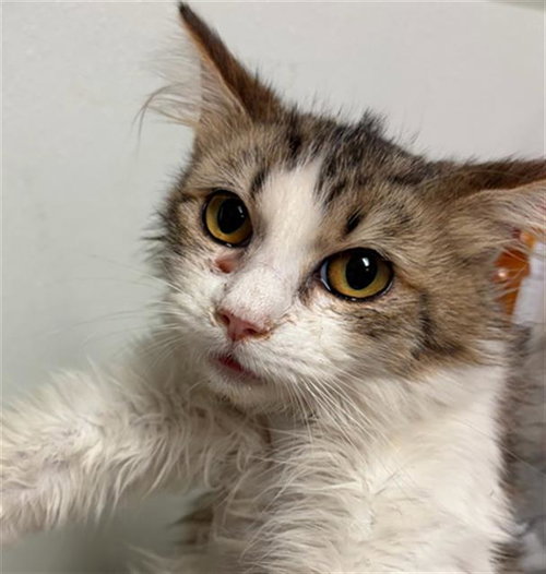 picture of the cat needing adoption