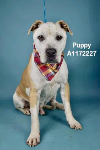 Puppy - Pit Bull Terrier