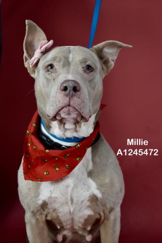 *MILLIE