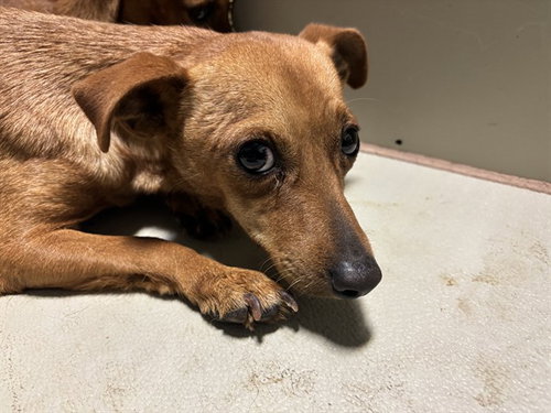 *POPPI, an adoptable Dachshund in Bakersfield, CA