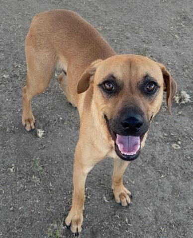 *SANTI, an adoptable Rhodesian Ridgeback in Bakersfield, CA