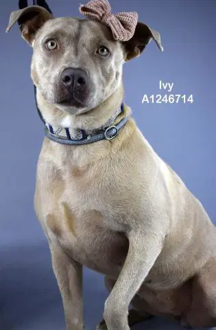 Ivy - Pit Bull Terrier