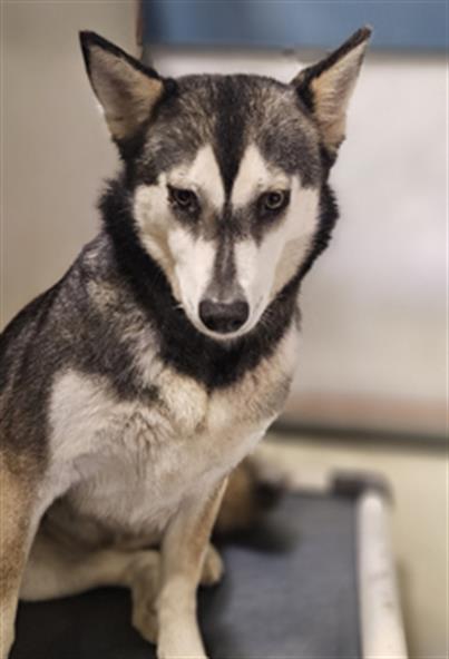 *SKYLAR, an adoptable Siberian Husky in Bakersfield, CA