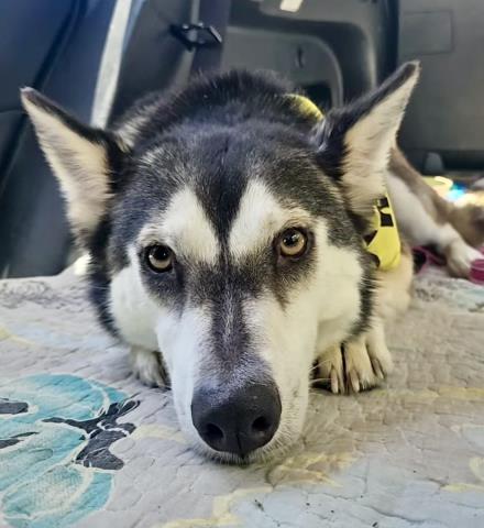 *SKYLAR, an adoptable Siberian Husky in Bakersfield, CA