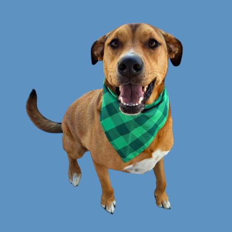 JAXS, an adoptable Mastiff in Bakersfield, CA