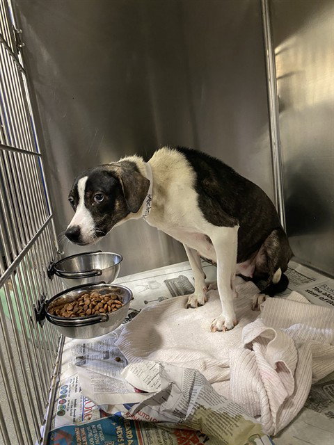 *CINDY, an adoptable Pit Bull Terrier in Bakersfield, CA