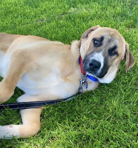 RED, an adoptable Great Pyrenees in Bakersfield, CA