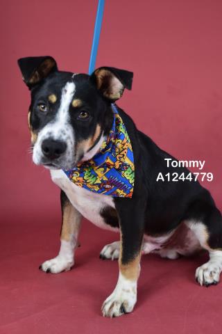 *TOMMY, an adoptable Australian Cattle Dog in Bakersfield, CA