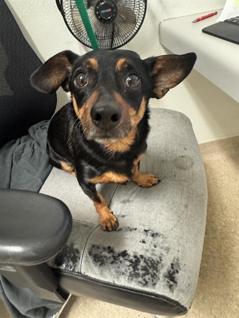 *PRIME, an adoptable Dachshund in Bakersfield, CA