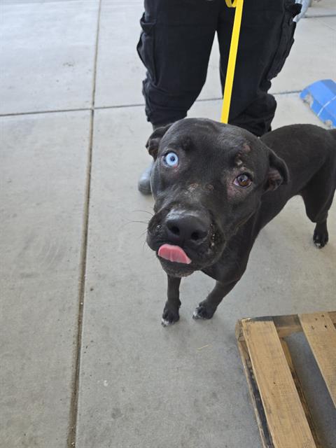 NIKITA, an adoptable Pit Bull Terrier in Bakersfield, CA