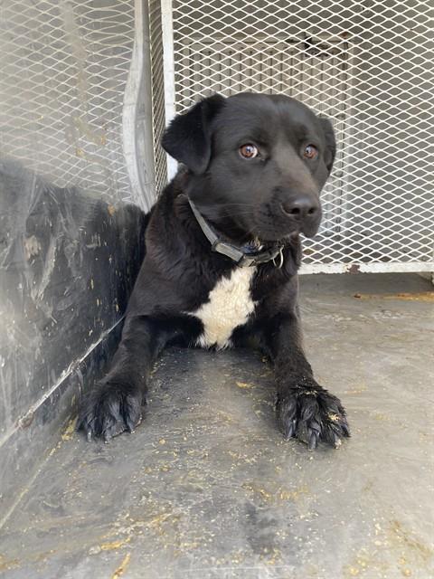 *HOLLY, an adoptable Collie in Bakersfield, CA