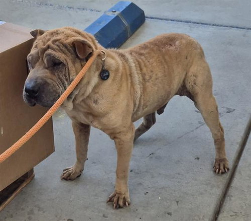 *FERGUS, an adoptable Chinese Shar-Pei in Bakersfield, CA