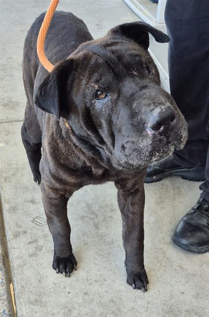 *FERGIE, an adoptable Chinese Shar-Pei in Bakersfield, CA