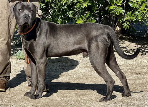 TANK, an adoptable Cane Corso Mastiff in Bakersfield, CA