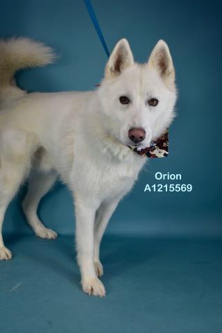 *ORION