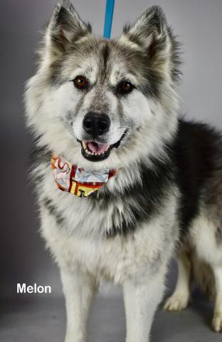 ARYA, an adoptable Husky in Bakersfield, CA
