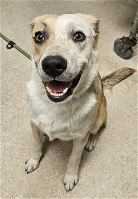 *BUTTERSCOTCH, an adoptable Australian Cattle Dog in Bakersfield, CA