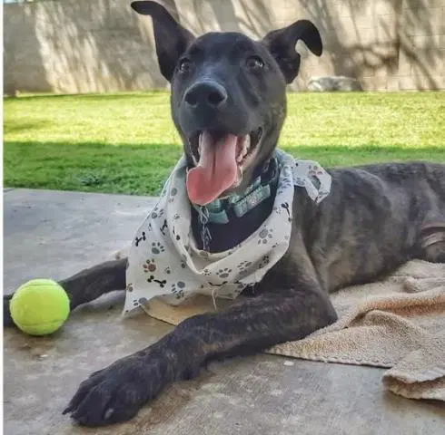 Fezzik - Belgian Shepherd Malinois