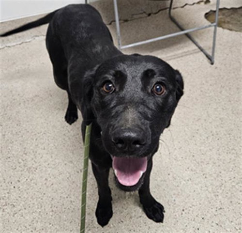 *ANGELICA, an adoptable Labrador Retriever in Bakersfield, CA