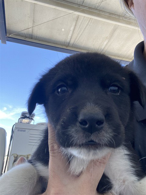 *TEDDY, an adoptable Border Collie in Bakersfield, CA