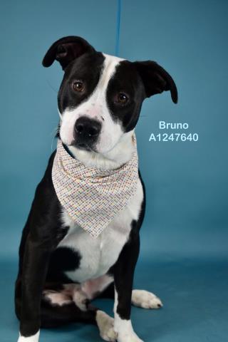BRUNO, an adoptable Pit Bull Terrier in Bakersfield, CA
