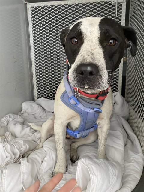 *STELLA, an adoptable Queensland Heeler in Bakersfield, CA