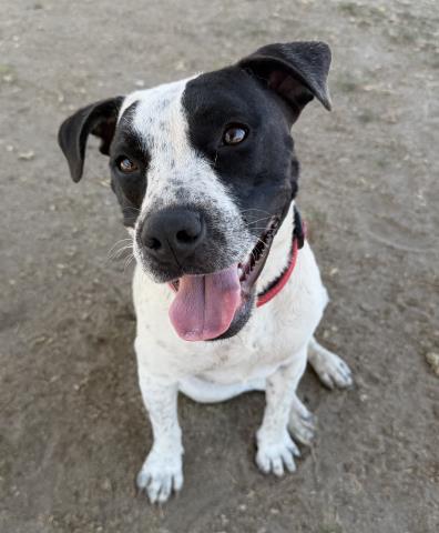 *STELLA, an adoptable Queensland Heeler in Bakersfield, CA