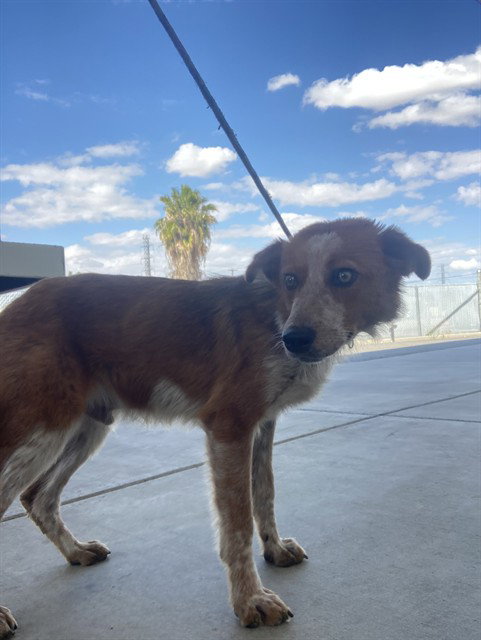 *SWIPER, an adoptable Collie in Bakersfield, CA