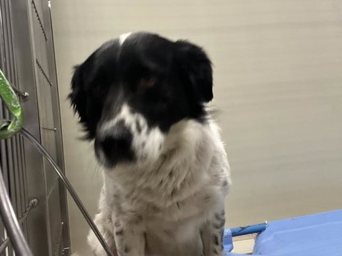 *BOOMER, an adoptable Border Collie in Bakersfield, CA