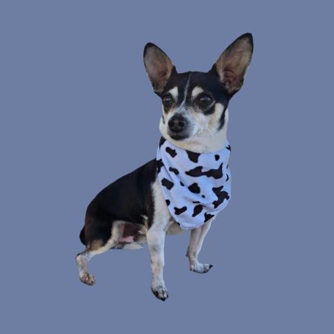 *TAQUITO, an adoptable Chihuahua in Bakersfield, CA