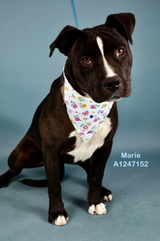 *MARIE, an adoptable Pit Bull Terrier in Bakersfield, CA