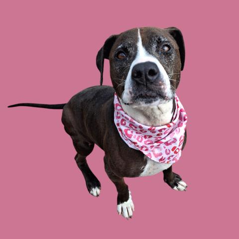LUNA, an adoptable Pit Bull Terrier in Bakersfield, CA