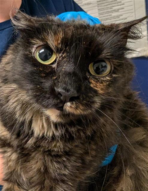 *SNIFF, an adoptable Domestic Medium Hair in Bakersfield, CA