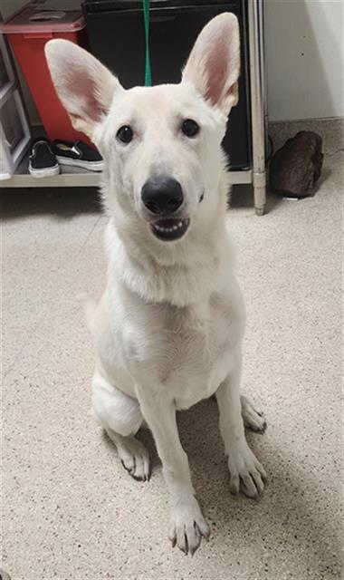 BUNNY, an adoptable Siberian Husky in Bakersfield, CA