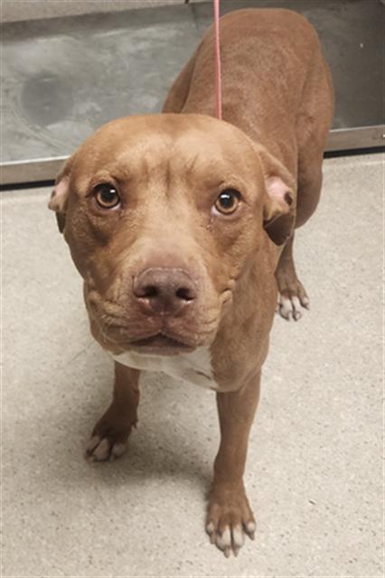 *TIANA, an adoptable Pit Bull Terrier in Bakersfield, CA